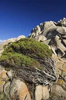 Sculpted Rock Formations Italy Prints: Windswept Juniper Tree at Capo Testa
