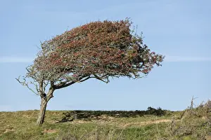 Steep Cliff Line Europe Prints: Windswept tree at Cuckmere Haven