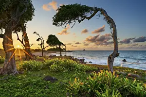Images Dated 30th March 2024: Windswept Tree Print, Guadeloupe Sunset