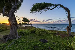 Prints of Windswept tree at Pointe Allegre, sunset, Sainte-Rose, Basse Terre, Guadeloupe, French Antilles, Caribbean Windswept tree at Pointe Allgre, sunset, Sainte-Rose, Basse Terre, Guadeloupe Guadeloupe Prints: Windswept Tree Print at Pointe Allegre, Guadeloupe