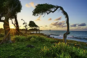 Prints of Windswept tree at Pointe Allegre, sunset, Sainte-Rose, Basse Terre, Guadeloupe, French Antilles, Caribbean Windswept tree at Pointe Allgre, sunset, Sainte-Rose, Basse Terre, Guadeloupe Guadeloupe Prints: Windswept Tree Print, Pointe Allgre, Guadeloupe