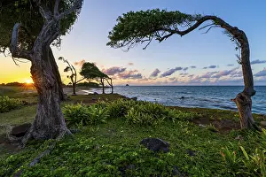 Images Dated 30th March 2024: Windswept Tree Print, Guadeloupe, Caribbean