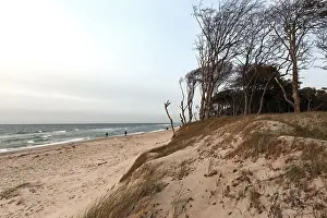 Windswept Tree Prints: Windswept tree, Westbeach, DarBwald