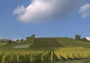 Grapevine Cultivation Germany Prints: Winegrowing in the Steigerwald