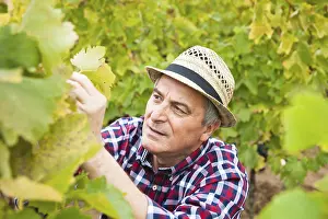 Sun Protection Hat Prints: Winemaker or vintner checking vines in his vineyard