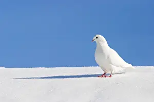 Winter Bird Prints: In winter