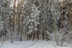 Frosty Forest Scene Prints: Winter forest with a footpath