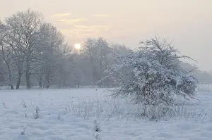 Snow Capped Trees In Winter Prints: Winter landscape