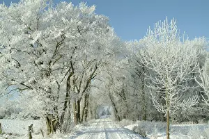 Winter Landscape Prints: Winter landscape