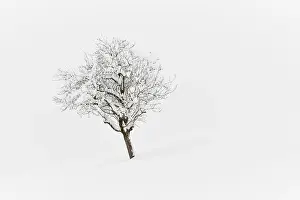 Snow Covered Scenery Prints: Winter Landscape, Deeply Snowed Tree