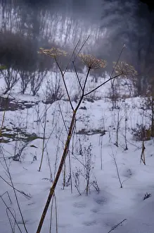 Winter Landscape Photography Prints: Winter landscape in the fog