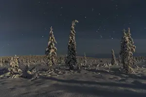 Lapland Sweden Winter Scene Prints: Winter landscape in the moonlight