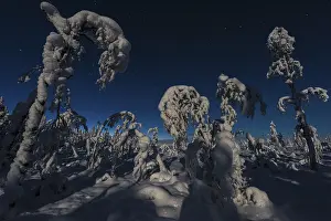 UNESCO World Heritage Site Lapland Prints: Winter landscape in the moonlight