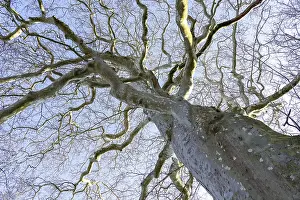 Gouda Cheese Prints: Winter plane tree (Platanus), Gouda