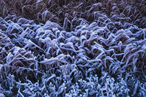 True Grasses In Winter Prints: Winter reeds on the Dummer