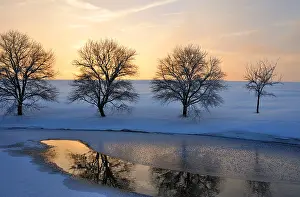 Deserted Forest In Winter Prints: Winter, in the setting sun backlighting