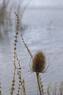 UK Travel Photography Prints: Winter teasel (Dipsacus), pond