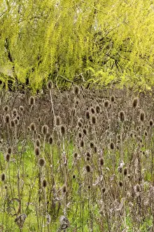 Weeping Willow Tree Prints: Winter teasel (Dipsacus), weeping willow