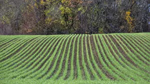 Bavaria Agriculture Prints: Winter wheat sprouting in rows