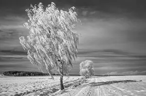 Winter Landscape Prints: Winterb