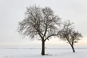 Winter Landscape Prints: WinterTag