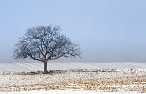 Winter Landscape Prints: Wintertime