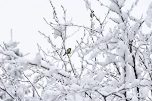 Winter Germany Prints: Wintertime, Germany