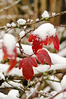 Europe's Deserted Landscapes Prints: Wintertime, leaf with snow, Germany