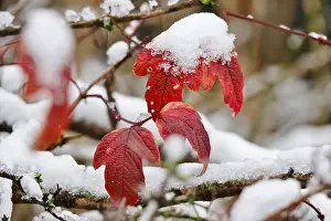 Deserted German Forest Prints: Wintertime, leaf with snow, Germany