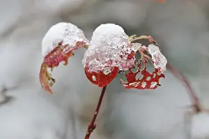 Winter In Germany Prints: Wintertime, leaf with snow, Germany