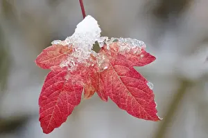 Deserted Nature Scene Germany Prints: Wintertime, leaf with snow, Germany