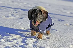 Purebred Sausage Dog Prints: Wire-haired dachshund in winter coat