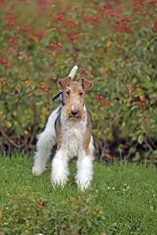 Dog Breeds With Wire Hair Prints: Wirehaired Fox Terrier