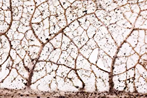 Close Up Nature Images Prints: Wires leaf