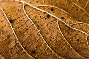Autumn Leaf Macro Prints: Wires leaf