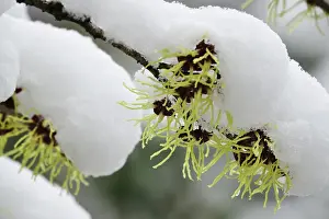 Witch Hazel Inflorescence Prints: Witch-hazel (Hamamelis), Germany