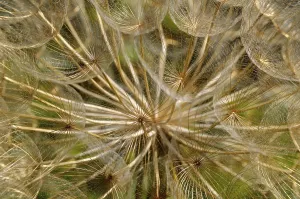 Daytime Botanicals Prints: Withered Apiaceae (Apiaceae spec.)