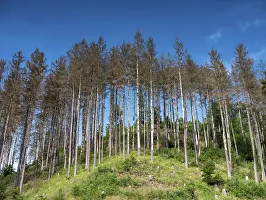Deserted German Woods Prints: Withered, dead trees, Harztor, Thuringia, Germany