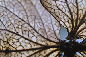 Central Europe Flowering Plant Prints: Withered flower of a hydrangea