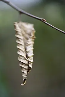 Nature Without Humans Prints: Withered leaf