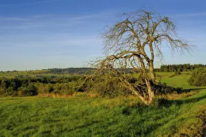 Central Europe Nature Conservation Area Prints: Withered tree, HochrhonstraBe