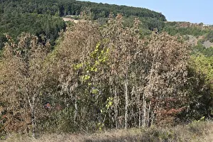 Environmental Pollution Germany Prints: Withered trees, drought damage