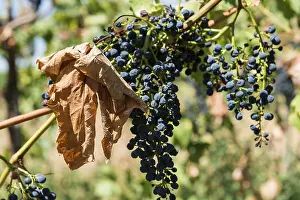 Climate Change Germany Prints: Withered vines in the vineyard