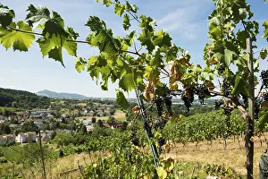 Deserted Vineyard Europe Prints: Withered vines in the vineyard