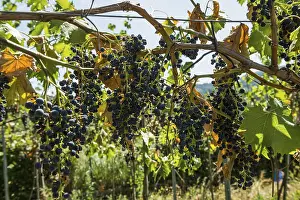 Grapevine Cultivation Europe Prints: Withered vines in the vineyard