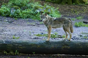 Gray Wolf In Forest Prints: A wolf balancing on a tree trunk