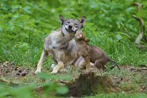 Canis Lupus Habitat Prints: A wolf and his cub show affection in a green forest