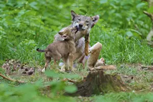 Gray Wolf Family Portrait Prints: A wolf and her cub show affection in the heart of the forest