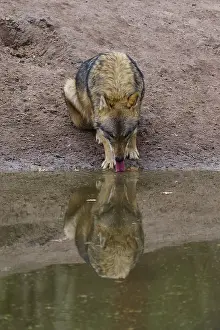 Predator In Nature Prints: A wolf drinking water at a pond