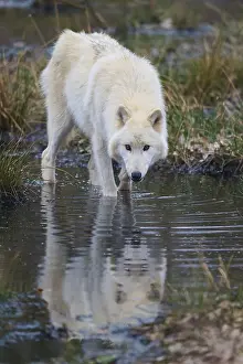 Mammals Of Europe Prints: A wolf drinks carefully from a stream and sees its reflection